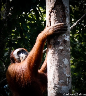 alberto orangutan1