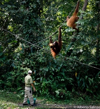 alberto orangutan4