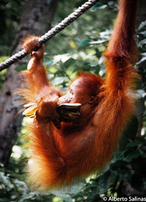 alberto orangutan6