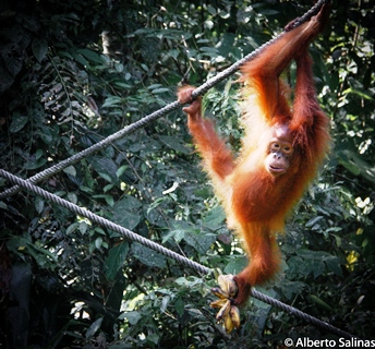 alberto orangutan8